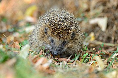 动视官方反驳2023年《使命召唤》延迟消息